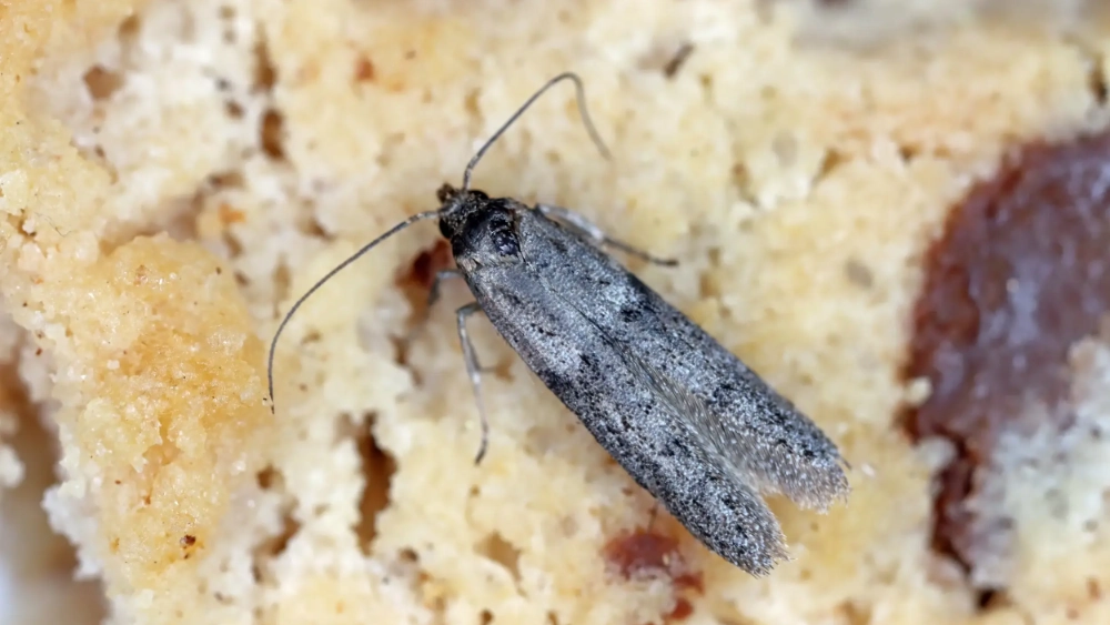 Almond moth