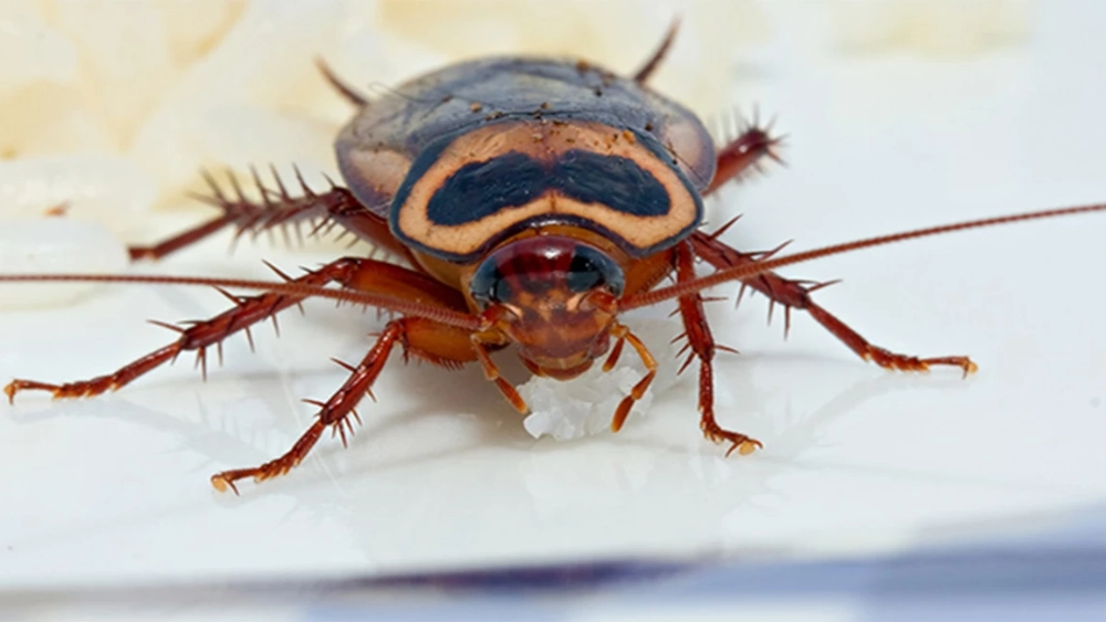 How to get rid of cockroaches