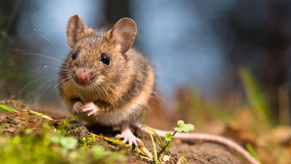 How to get rid of mice
