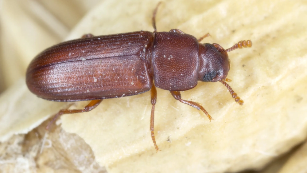Rust-red flour beetle