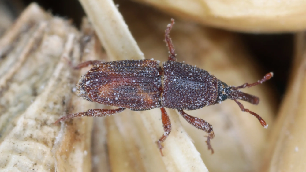 Maize weevil