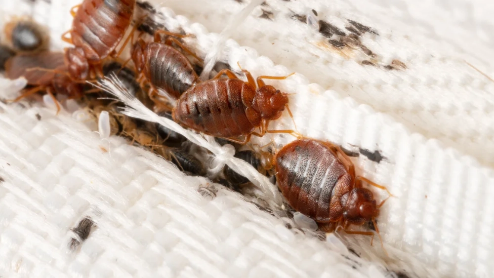 How to prevent bed bugs