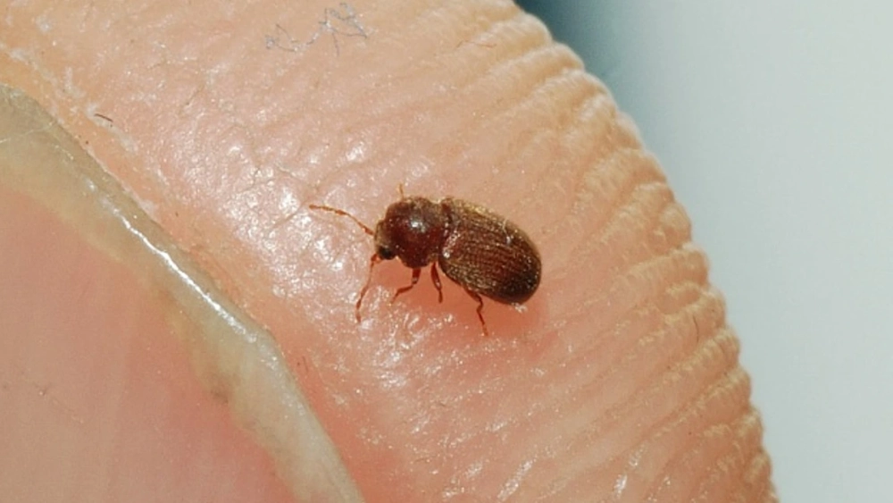 Drugstore beetle