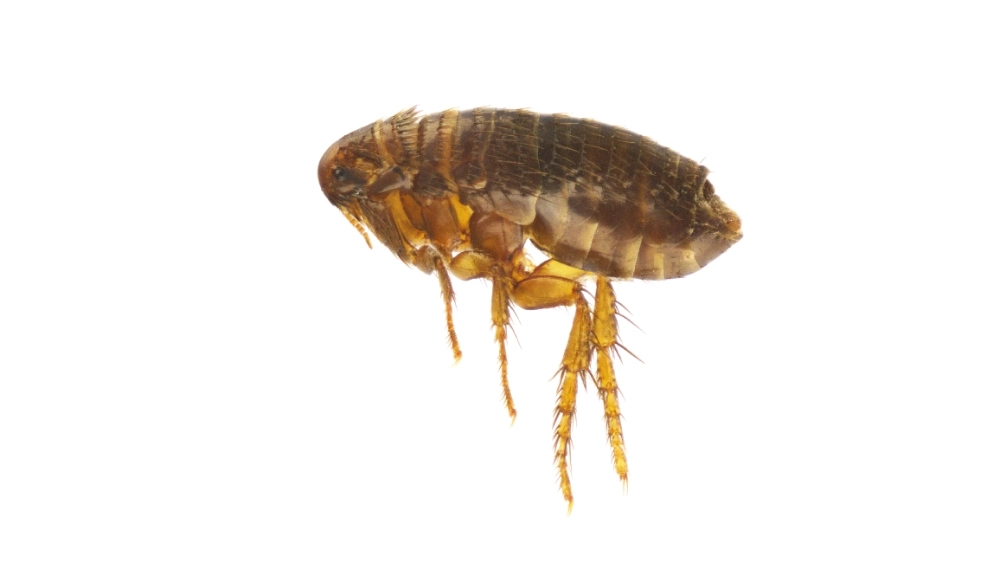 Cat Flea