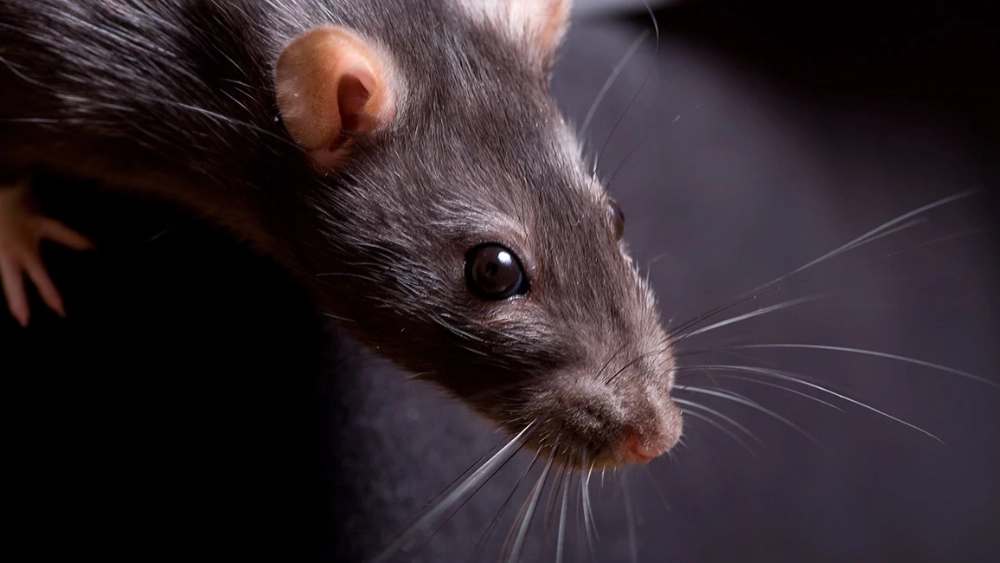 How to get rid of rats