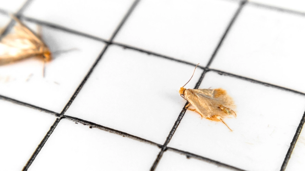 Webbing clothes moth