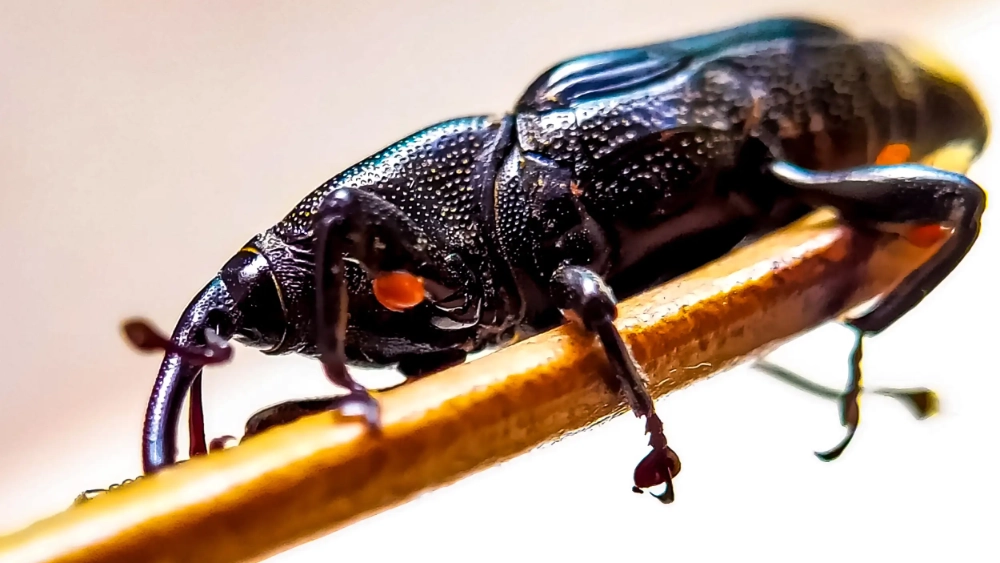 Granary weevil
