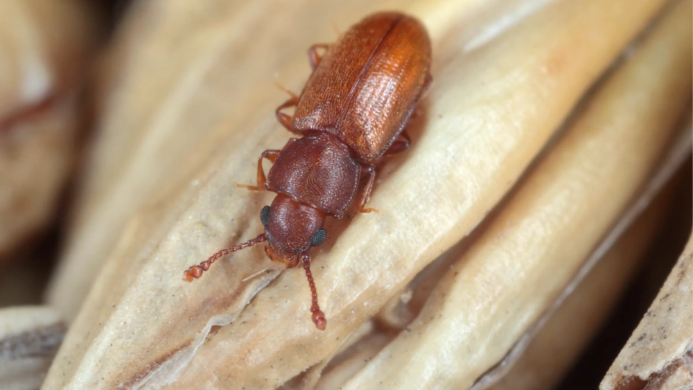 Foreign grain beetle