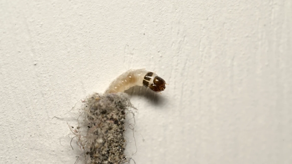 Case-bearing clothes moth