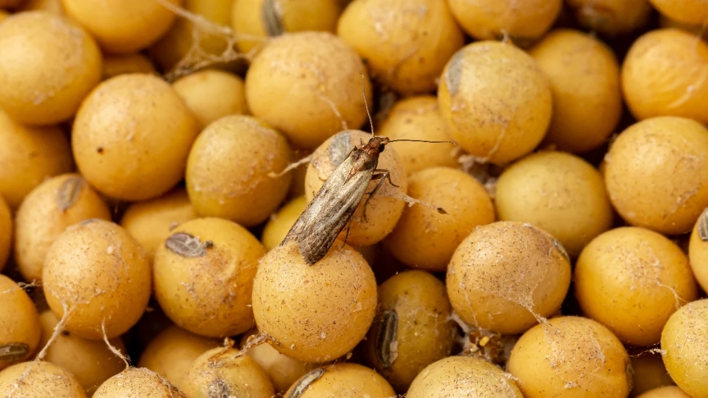 Indian meal moth