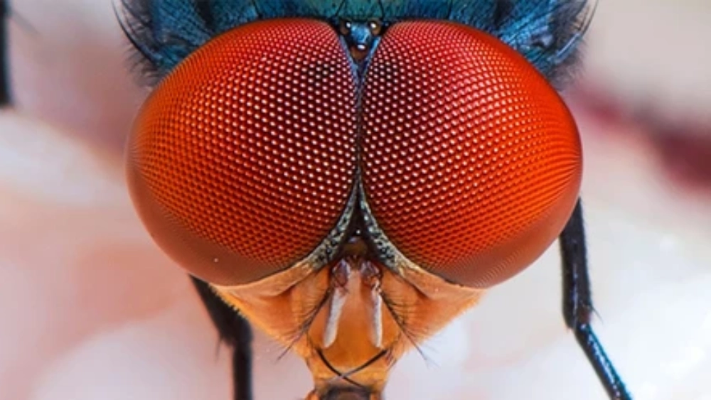How to get rid of flies