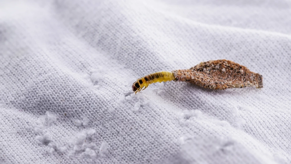 How to get rid of fabric pests