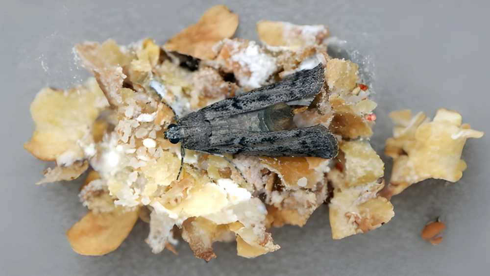 Mediterranean flour moth