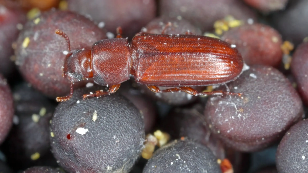 Confused flour beetle