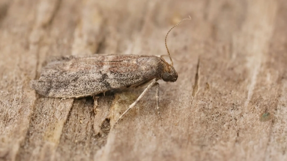 Tobacco moth