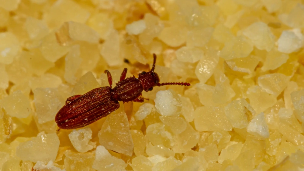 Sawtoothed grain beetle