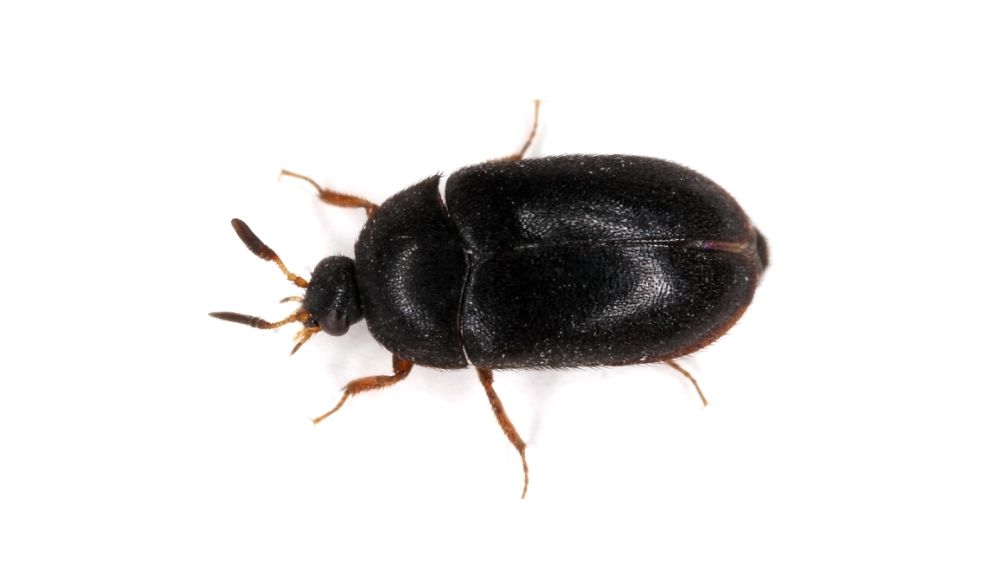 Black carpet beetle