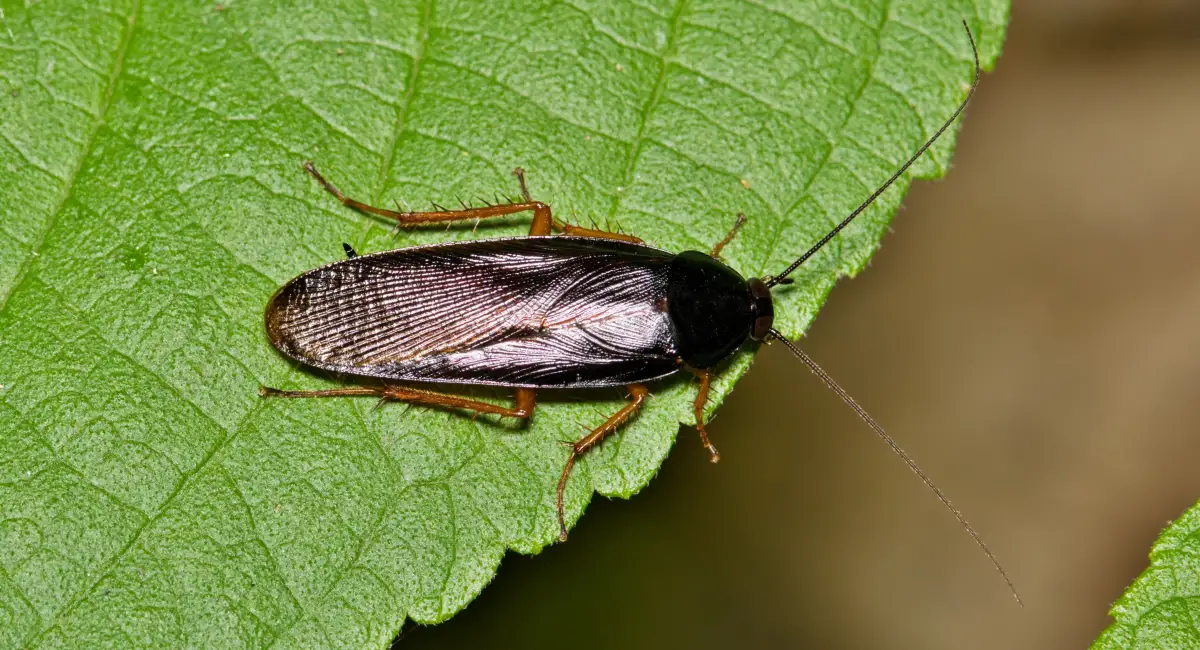 An adult smokeybrown cockroach sitting on a green leaf