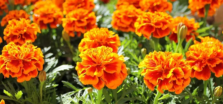 Marigolds: Wasp and bee repelling plant