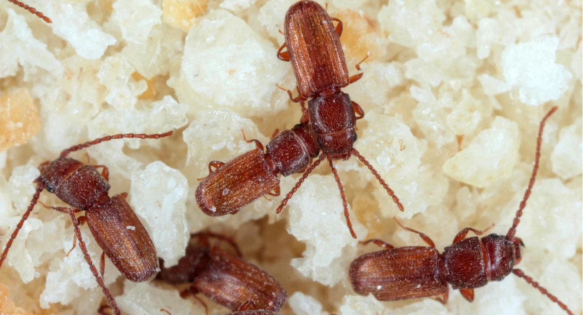 Flat Grain Beetle