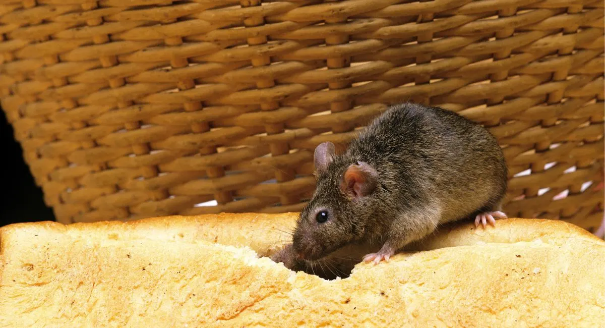 House mouse chewing on bread