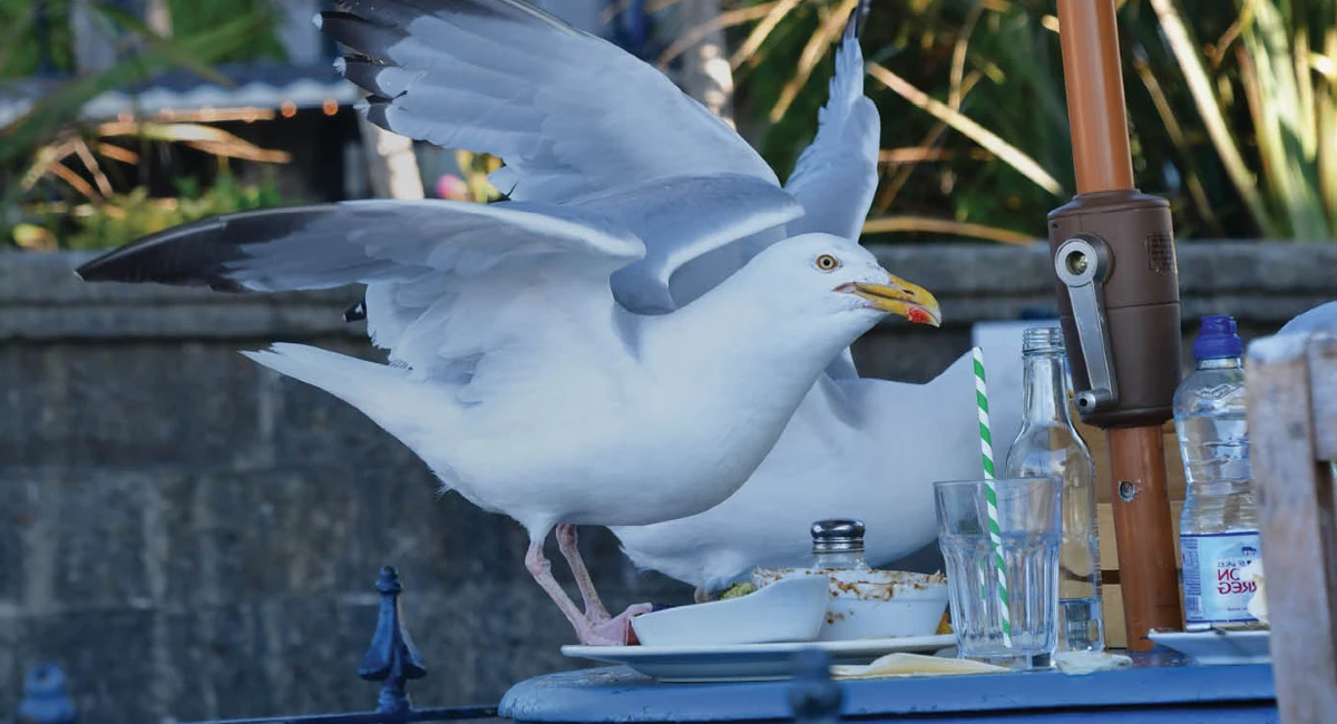 Commercial bird control