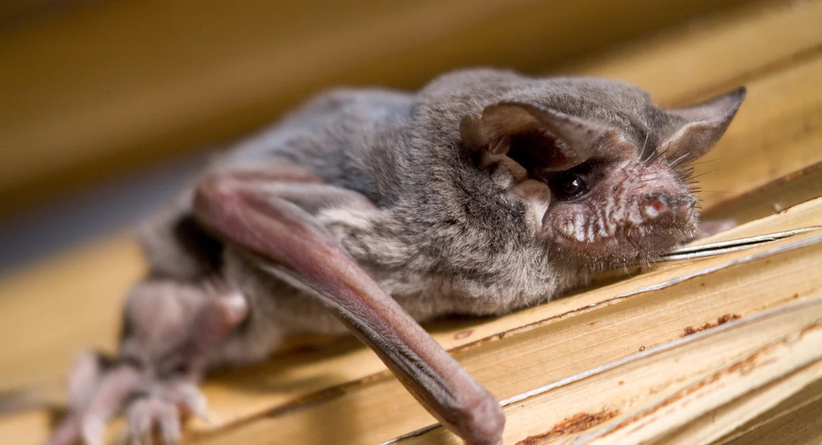A Brazilian free-tailed bat