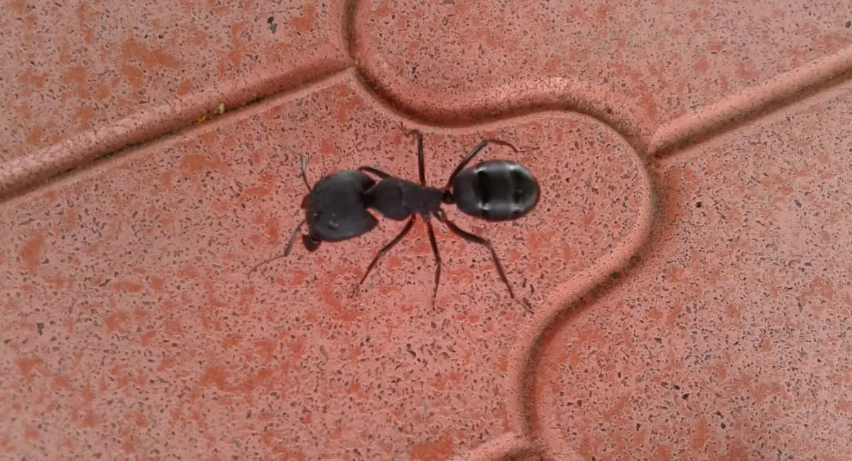 The black ant with a walk