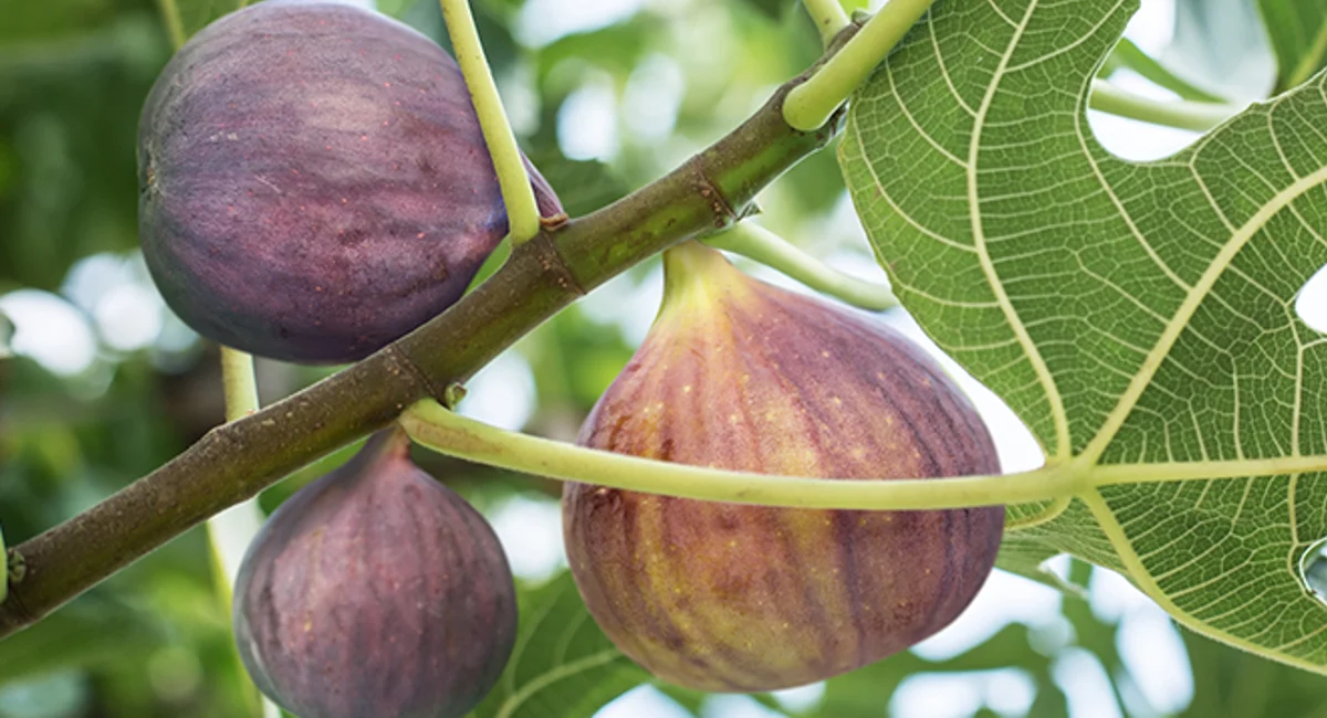 fig tree