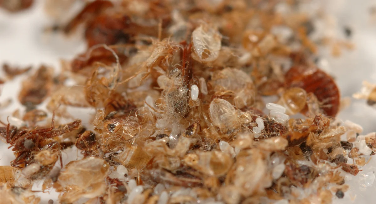 Bedbug skins and eggs