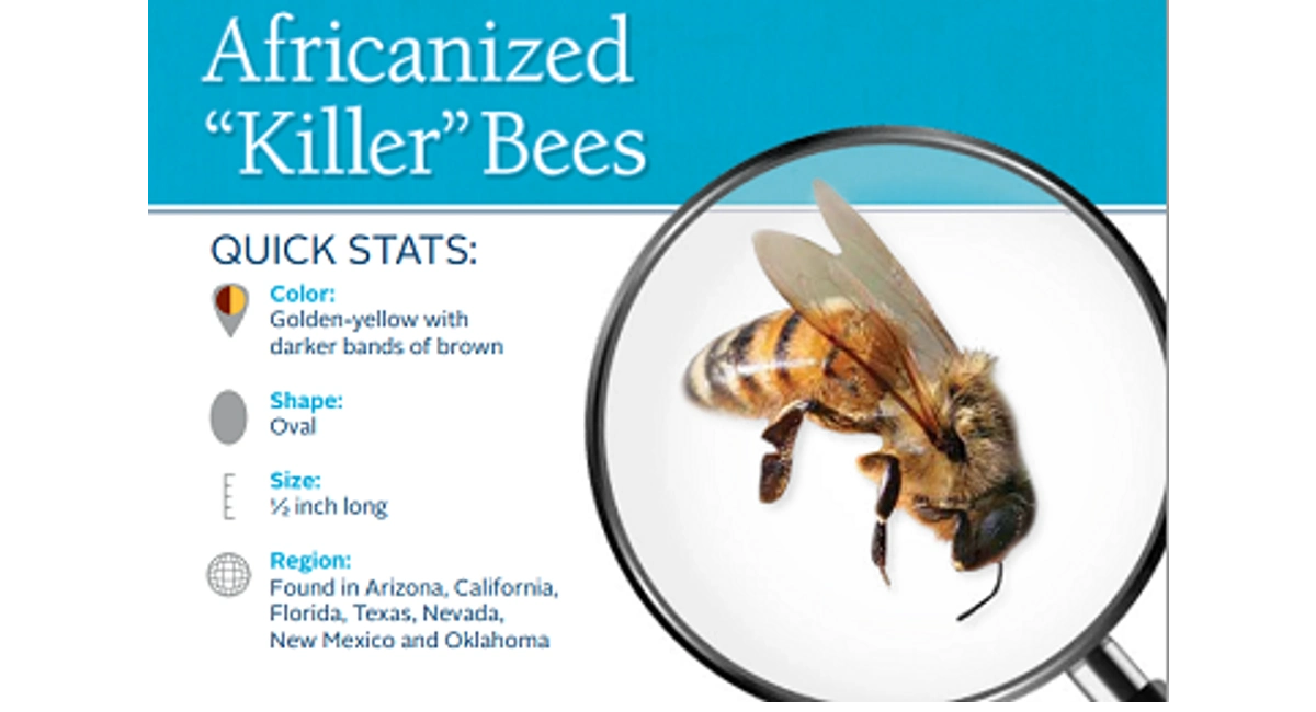Africanized killer bees stats