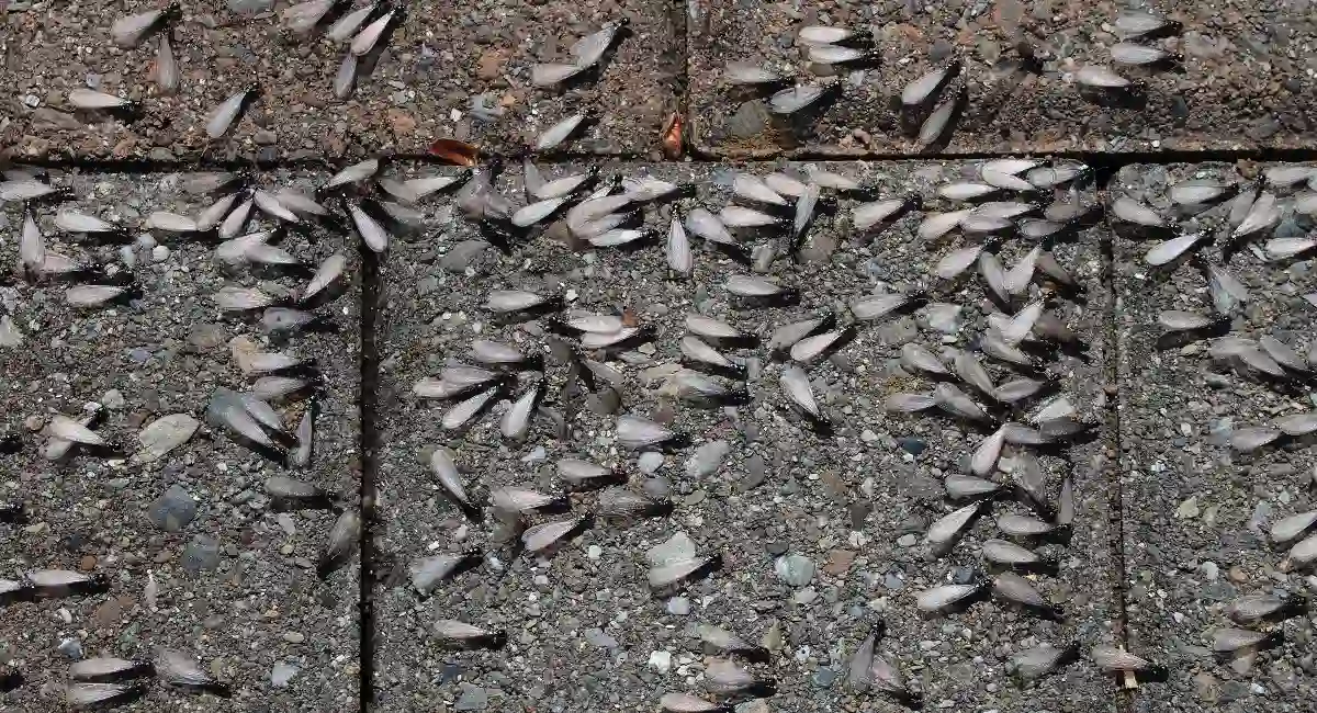 discarded termite wings