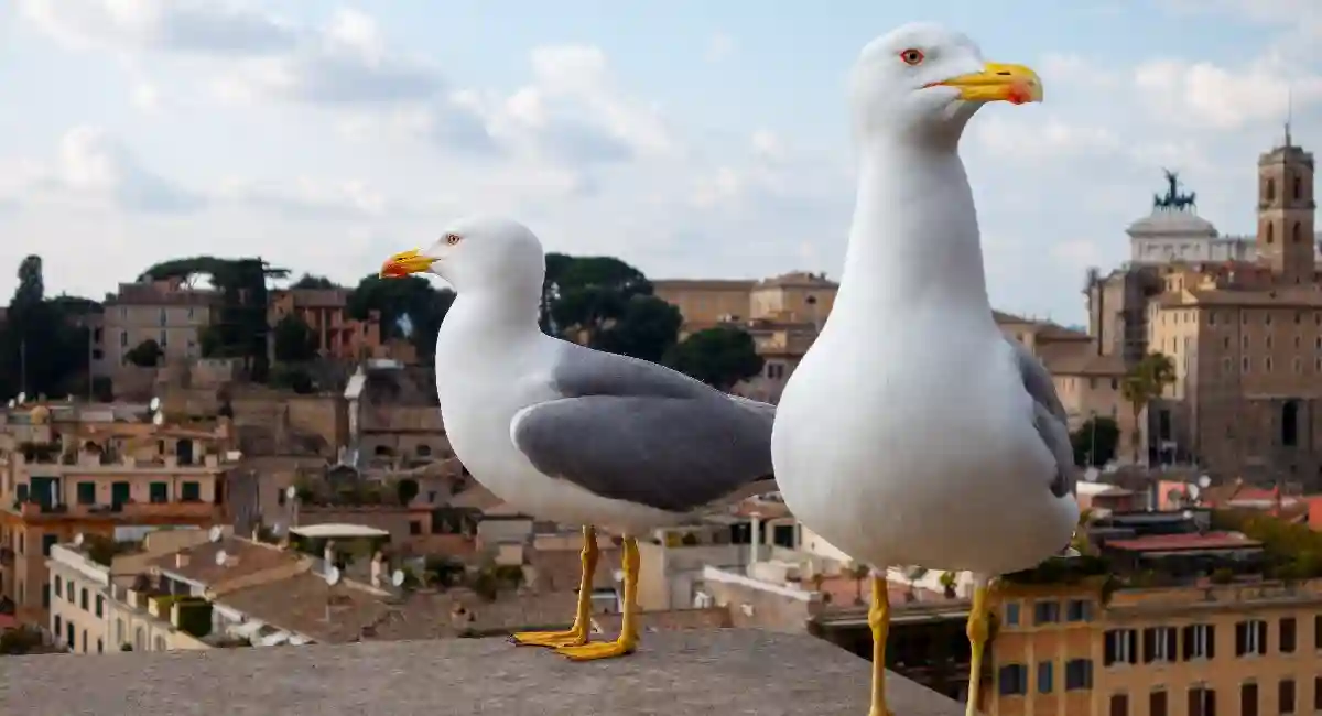 Seagulls
