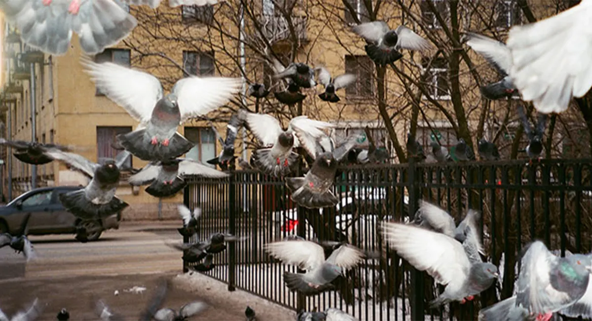 A flock of city pigeons in an urban environment