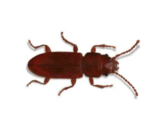 Foreign Grain Beetle