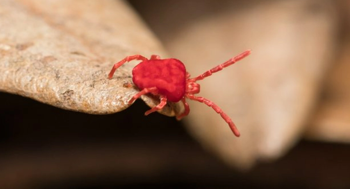 Red Clover Mite