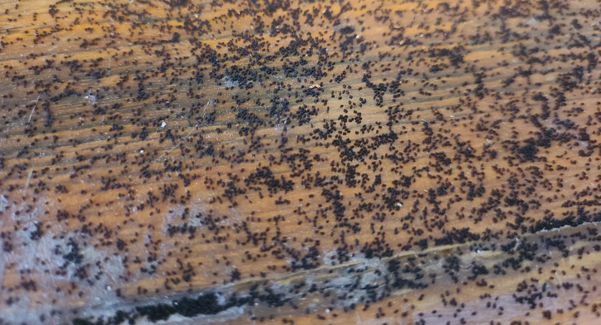 Drywood termite frass on a wooden surface