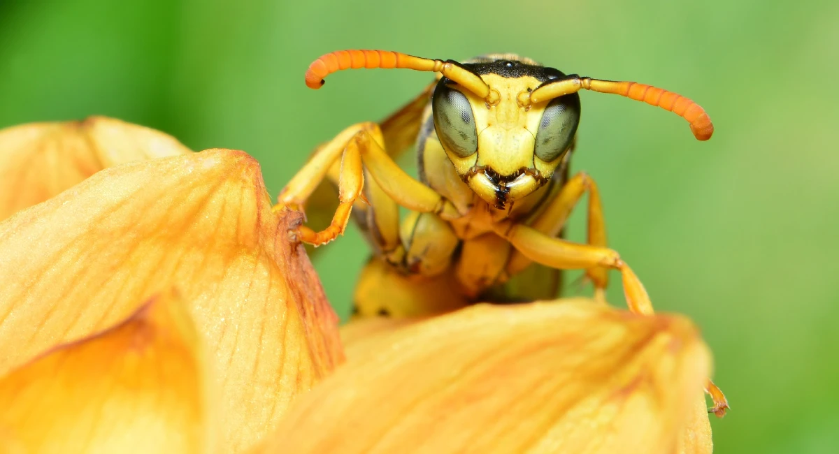 yellow jacket wasp