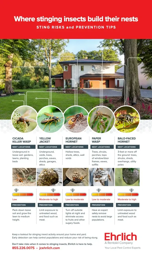 infographic about where stinging insects build their nests 