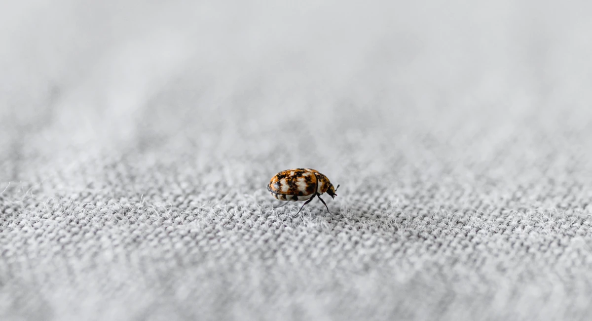 A close-up of a variegated carpet beetle crawling against a fabric surface
