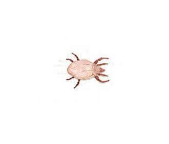 Cheese Mites