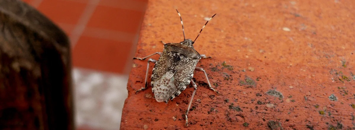Stink bug