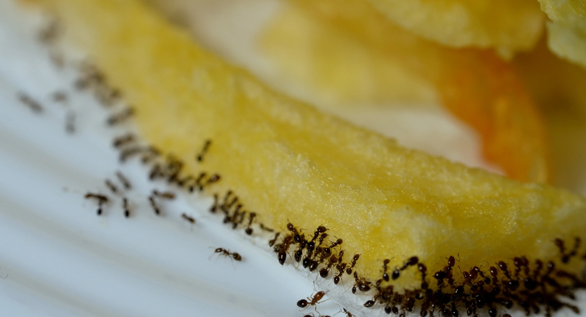 Large numbers from ant colony picking up and transferring food