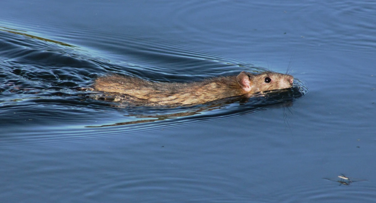 swimming rat