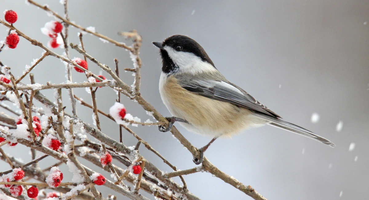Chickadee bird