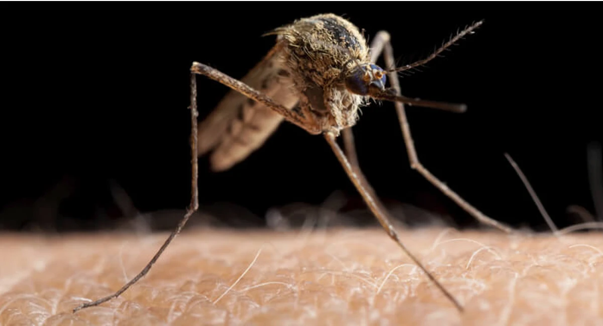 Mosquito biting skin
