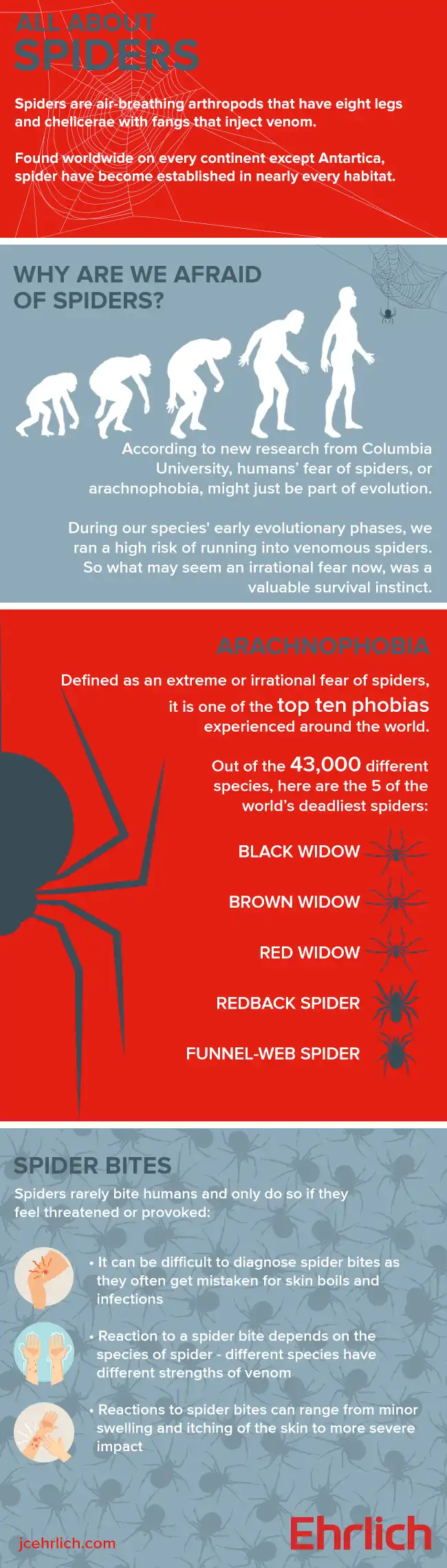 All about spider infographic
