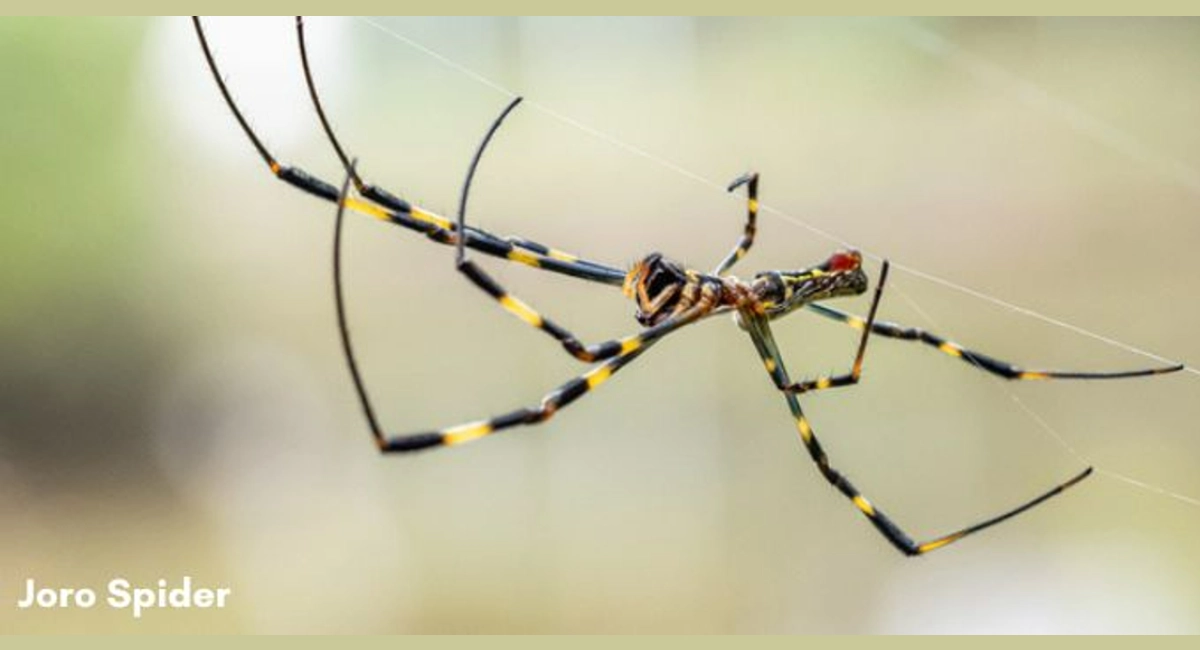 yellow and black Joro spider