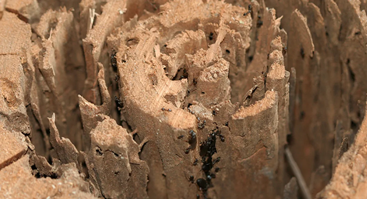 Carpenter ant damage 