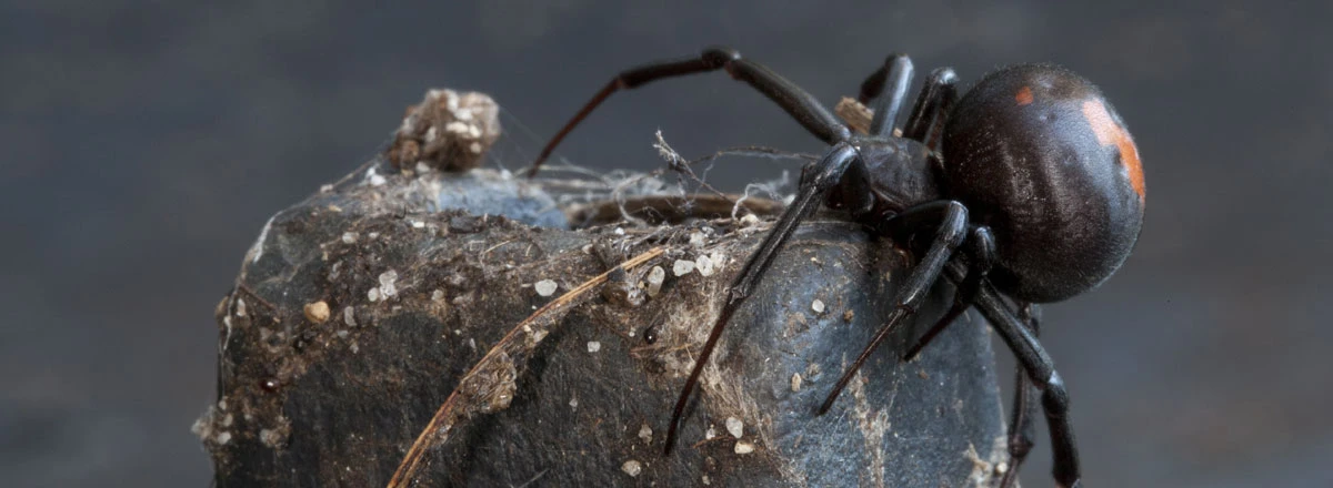 Black Widow Spider